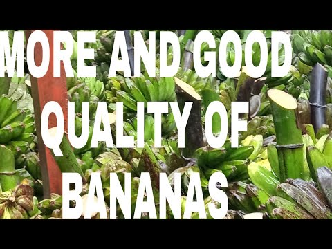 HOW TO REMOVE BANANA STUCKS FROM ITS FRUITS/unsaon pag sipi sa saging