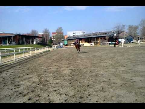 Rea bingula Norton 2