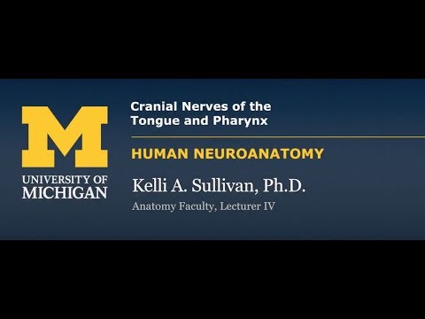 Nervous System: Cranial Nerves of the Tongue and Pharynx