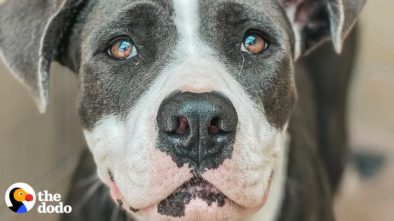 Terrified Foster Pittie Becomes a 90-lb Lap Dog | The Dodo Pittie Nation