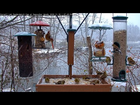 Finches and Cardinals Take Over Snowy Cornell Feeders – Nov. 18, 2020