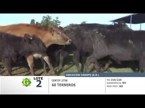 Lote Terneros en Crespo (E.Rios)