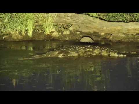 Djuma: Crocodile still lurking in the pan - 18:49 - 03/07/20