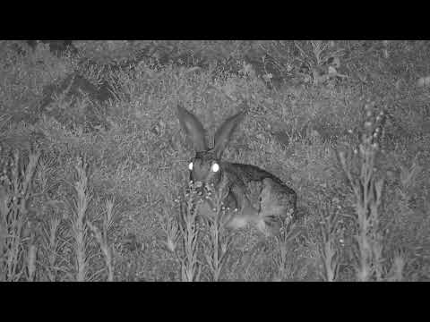 Djuma: Scrub Hare in the old pan - 02:43 - 11/12/2023