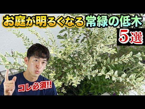 小さな庭用の木 トピックス