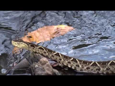 Bothrops asper (Fer-de-lance or Common lancehead - Barba amarilla) - Video 16