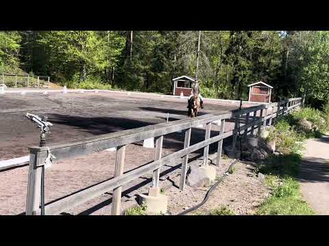 11. mai 2024, Tønsberg LC3 med 62,800% og 7. av 11. Ferd cup. Amalie var med som hestepasser🥰