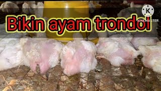 Download lagu vitamin sumox,ayam trondol,suplement broiler,vitamin pertumbuhan mp3 Download lagu vitamin sumox,ayam trondol,suplement broiler,vitamin pertumbuhan mp3