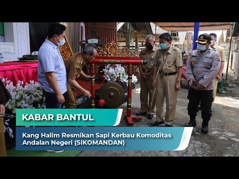 Kang Halim Resmikan Sapi Kerbau Komoditas Andalan Negeri (SIKOMANDAN) | Kabar Bantul, 5 April 2021