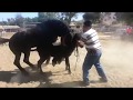 Huge Horse Mating Vary Small Mare Animal Mating