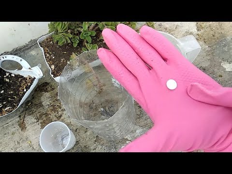 🌱Con solo una Aspirina Tus Plantas Crecerán |Hacer Crecer las Plantas