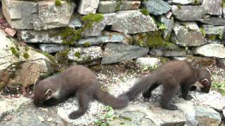 preview picture of video 'Pine Marten cubs.mov'