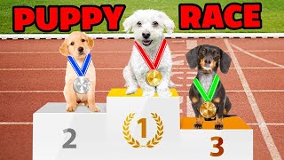 The Puppy Olympics Challenge!!