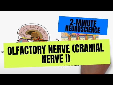 2-Minute Neuroscience: Olfactory Nerve (Cranial Nerve I)