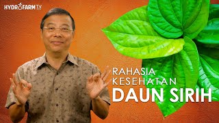 Download lagu Rahasia Kesehatan DAUN SIRIH mp3