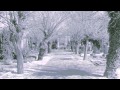 the mountain goats - wild sage (fan lyric music video)