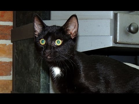 Shanice the little stray kitten rescue