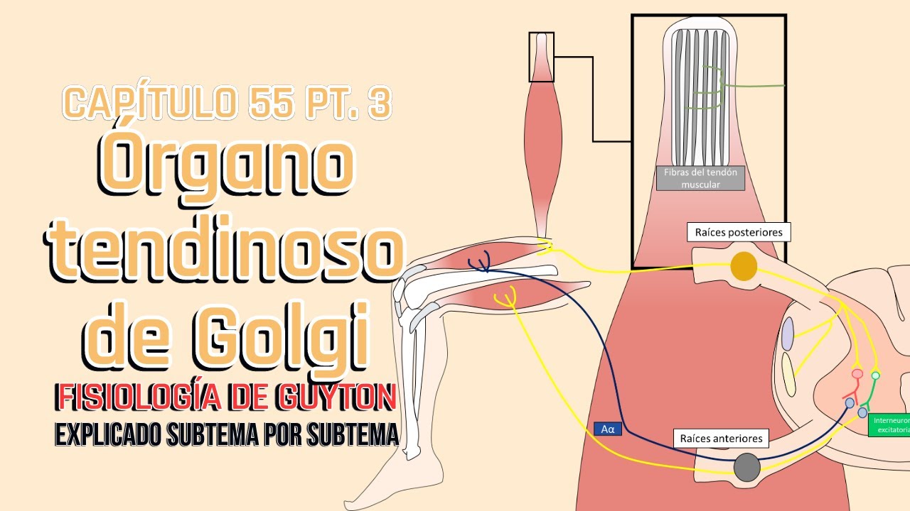 CAP 55 3/5: El órgano tendinoso de Golgi l Fisiología de Guyton