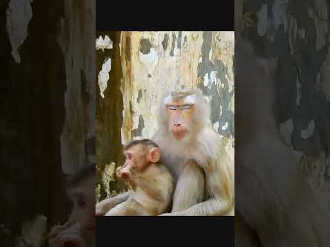 Leo Mouth Busy eat All time