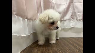 ハーフ犬の動画01