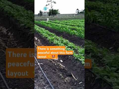 Transplanting vegetables kitchengarden gardening kitchengarden vegetablefarming farmingtips