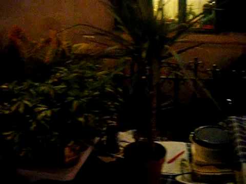 Naxxar - Soċjeta' Mużikali Peace - Wirja ta' Pjanti għall-bejgħ quddiem il-Każin