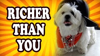 Top 10 People Whose Dogs Inherited a Fortune