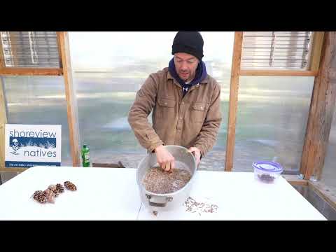 Seed Collecting - Conifers