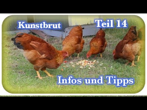Hühner Kunstbrut | Teil 14 | Infos und Tipps | 🐣