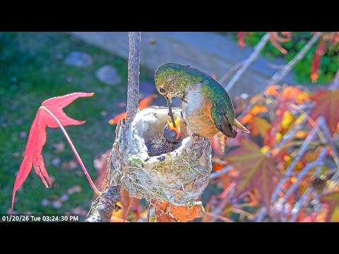 So Much Bigger Already — Mother Jewel Feeding Baby Jade at 6 Days Old #babyhummingbirds #babybirds