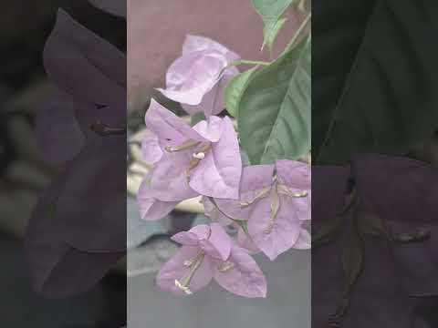 Trending Flower Short #flowers #flowertherapy #flowergarden #shorts