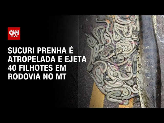 Sucuri prenha é atropelada e ejeta 40 filhotes em rodovia no MT | LIVE CNN