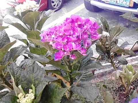 download lagu mp3 mp4 Flower Me Happy, download lagu Flower Me Happy gratis, unduh video klip Flower Me Happy