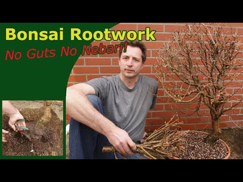 Bare-rooting pre bonsai: Clean-up from field to pot for this future cherry bonsai