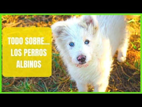🚨Albino dogs and their care🚨