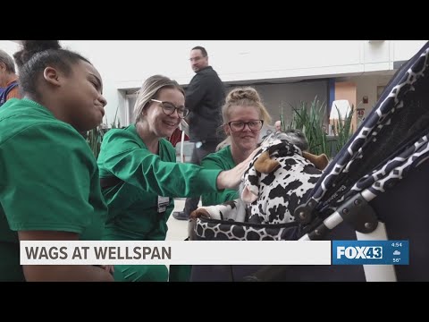 Wellspan York Hospital Patients and Staff enjoy furry Halloween visit - YouTube