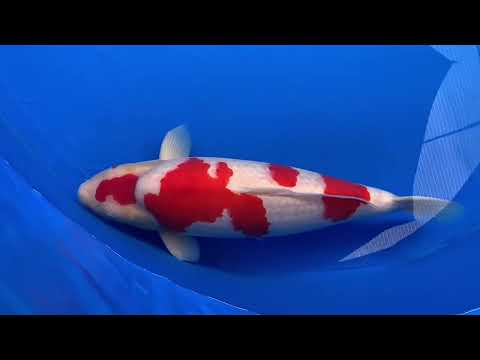 How to Select Koi Best for Your Pond