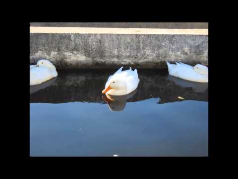 Božidar Đačić - Hej curo curice