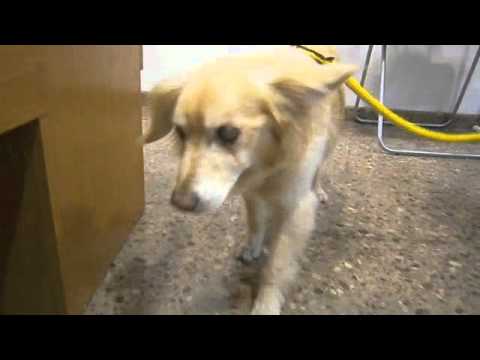 Genaro _ La Perrita Valiente