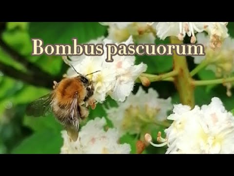 Ackerhummel - Steckbrief - Hummel portrait