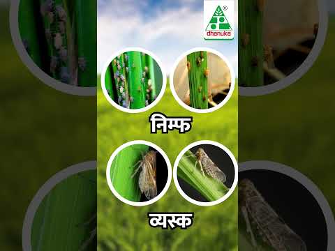 Dhanuka Defend Insecticide