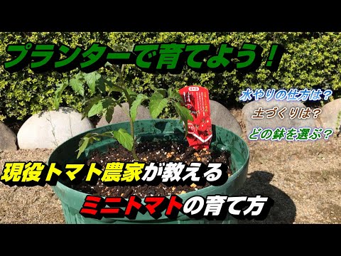 園芸 トマトを鉢で育てる