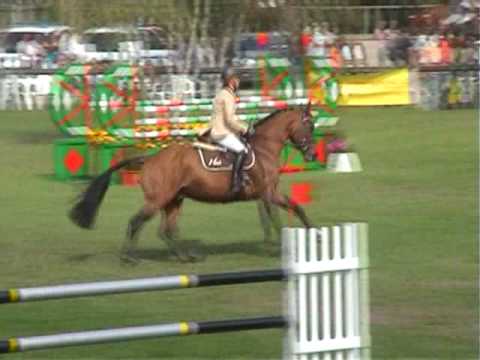 ♂ Quite Easy III- jumping stallion  (HOLST) by Quidam de Revel