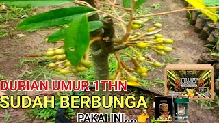 Download lagu Testimoni DURIAN Umur 1Tahun Bisa BERBUNGA | Pakai ECO FARMING & SLOW RELEASE mp3