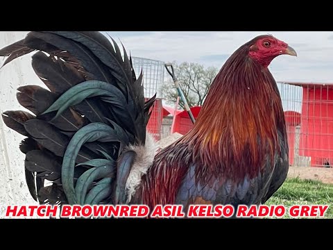 Sweater Kelso Asil Hatch Brownred Grey Radio RED NEWARK FARM - Beautiful Birds Farm Visit