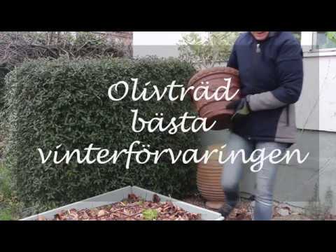 Olivträd - Bästa vinterförvaringen