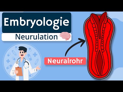 Embryology - Neurulation explained simply