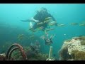 giftige & gefährliche Tiere | King Cruiser's Wreck und mehr  Thailand | Tauch-Vlog #07 | #abgetaucht, Wrack King Cruizer, Thailand