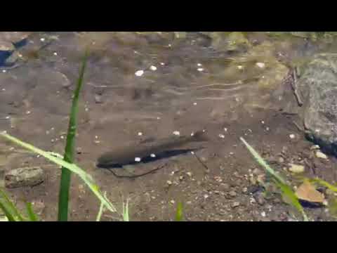 Trout on the Housatonic
