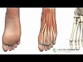 What Is Podiatry